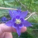 Aquilegia pyrenaicaŽiedas