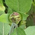 Salvia officinalis Bloem