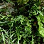 Asplenium x alternifolium Folha