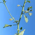 Chenopodium album Folha