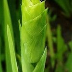 Sisyrinchium striatum Flower