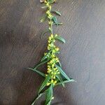 Solidago caesiaFlower