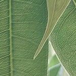 Ficus binnendykii Foglia