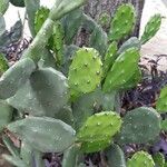 Opuntia elata Plante entière