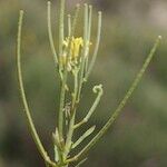 Erysimum incanum অন্যান্য