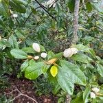 Magnolia figo Blomma