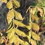 Glycyrrhiza glabra Fulla