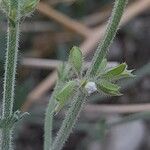 Salvia aegyptiaca Цвят