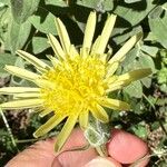 Scorzonera angustifolia Květ