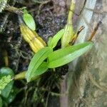 Dendrobium crumenatum Blatt