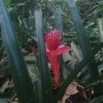 Billbergia pyramidalis Leaf