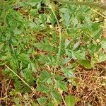 Daucus carota Leaf