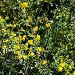 Jasminum fruticans Staniste