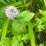 Mentha aquatica पत्ता