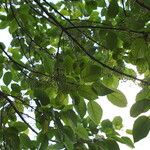 Plagianthus regius Leaf