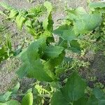 Sonchus oleraceus Leaf