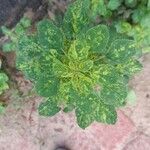 Acalypha indica Leaf