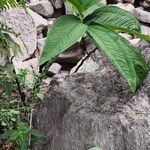 Sauromatum venosum Leaf