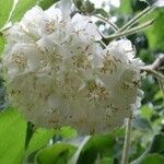 Dombeya burgessiae Цвят