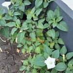 Datura innoxia Yeri
