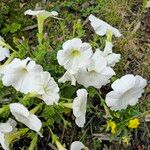 Petunia axillaris Kvet