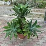 Agave attenuataBlatt