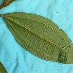 Miconia tschudyoides Leaf