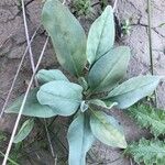 Cynoglossum creticum Лист