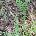 Polygala paniculata Folla