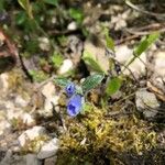 Glandora oleifolia Blomst