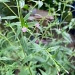 Epilobium roseum Цветок