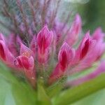 Trifolium rubens Kukka
