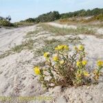 Ononis cintrana Habitat