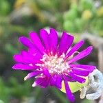 Drosanthemum floribundum Fleur