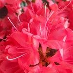 Rhododendron indicum Kukka