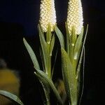 Chamaelirium luteum Flower