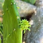 Opuntia cochenilliferaList