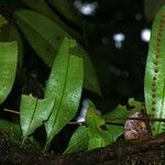 Microgramma thurnii Leaf