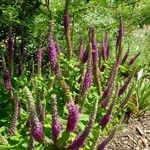 Teucrium hircanicum Habit