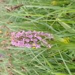 Dactylorhiza incarnataFlower