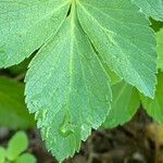 Ligusticum scothicum Leaf