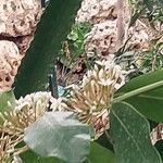 Acokanthera oppositifolia Flower