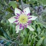 Clematis florida Kvet