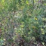 Osyris lanceolata Habit