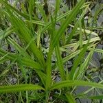 Scirpus sylvaticus Blatt