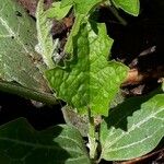 Luffa aegyptiaca Leaf