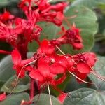 Clerodendrum buchananii Flor