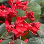 Clerodendrum buchananii Blomma