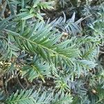 Taxus brevifoliaLeaf