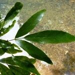 Arthroclianthus angustifolius Habitus